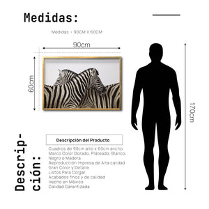 Cuadro Decorativo Fauna 043 -  Cebras