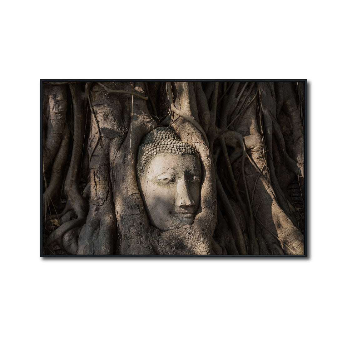 Cuadro Decorativo - Zen 056 - Buda en un Arbol entre Raíces