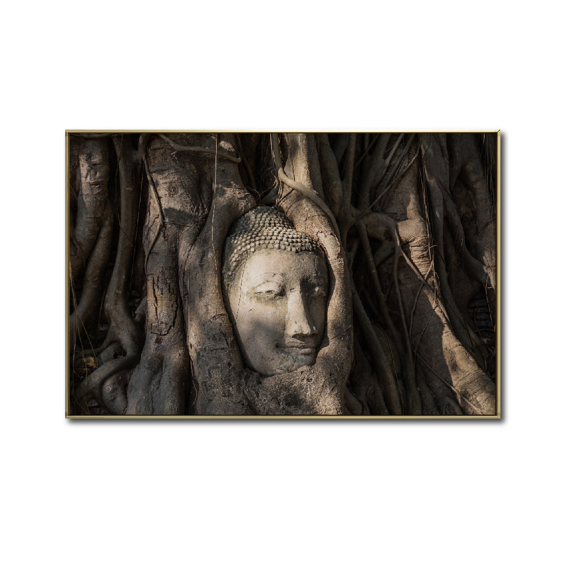 Cuadro Decorativo - Zen 056 - Buda en un Arbol entre Raíces