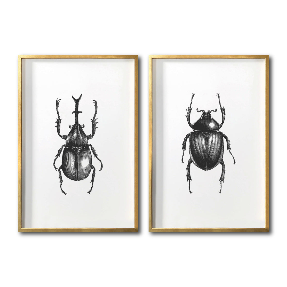 Cuadros Canvas de Insectos para sala en CDMX. Galería 314. Escarabajos. Blanco y negro.