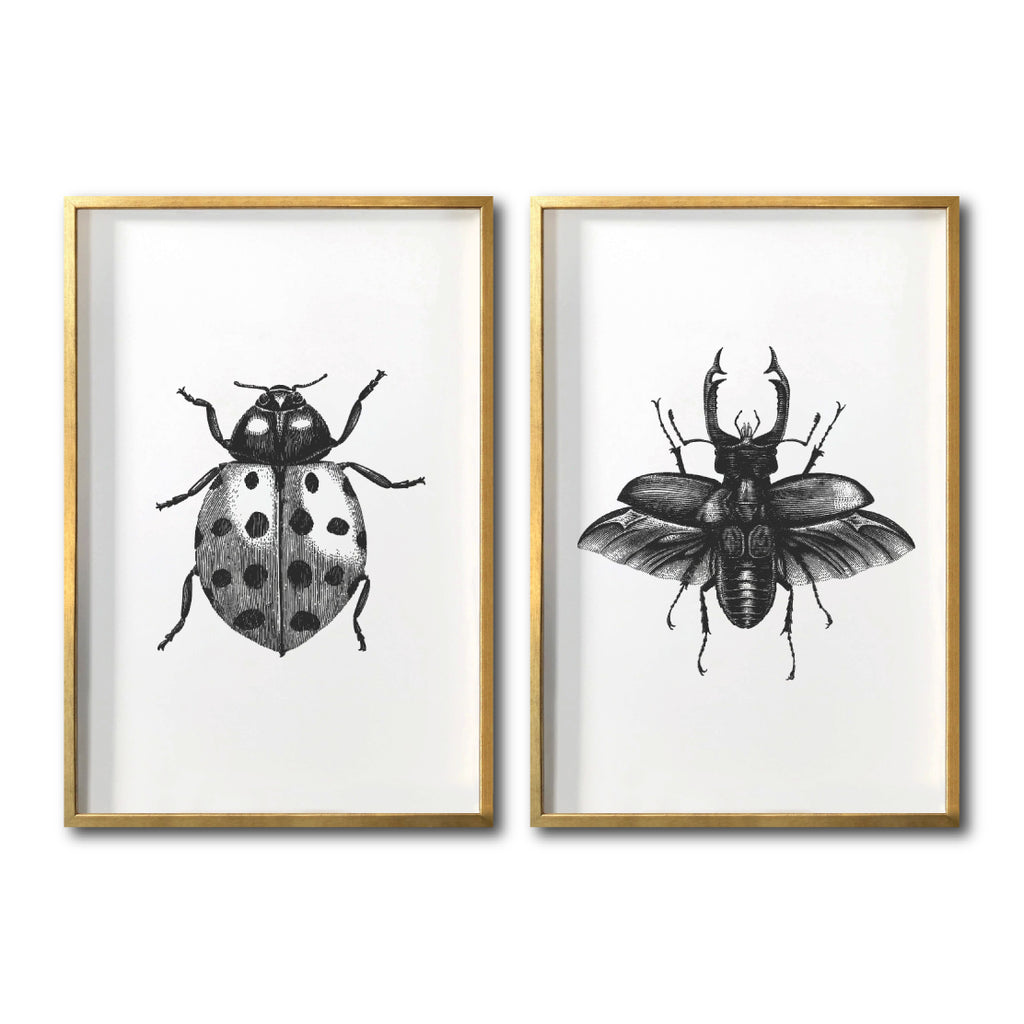 Cuadros decorativos fauna insectos modernos para sala. Galería 314. Escarabajo.