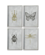 Cargar imagen en el visor de la galería, Set 4 Cuadros Decorativos Insectos 009 - Escarabajos, Mariposa, Libélula
