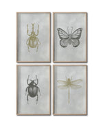 Cargar imagen en el visor de la galería, Set 4 Cuadros Decorativos Insectos 009 - Escarabajos, Mariposa, Libélula
