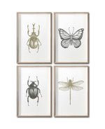 Cargar imagen en el visor de la galería, Set 4 Cuadros Decorativos Insectos 011 - Escarabajos, Mariposa, Libélula
