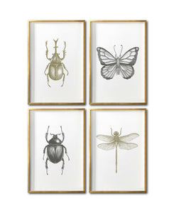 Cuadros baratos Arte de insectos para tu recámara en CDMX. Galería 314. Mariposa.