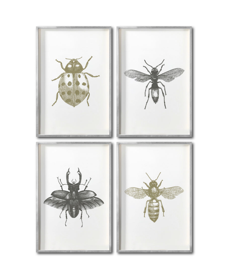 Set 4 Cuadros Decorativos Insectos 012 - Catarina, Escarabajo, Abeja, Avispa