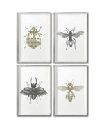 Cargar imagen en el visor de la galería, Set 4 Cuadros Decorativos Insectos 012 - Catarina, Escarabajo, Abeja, Avispa
