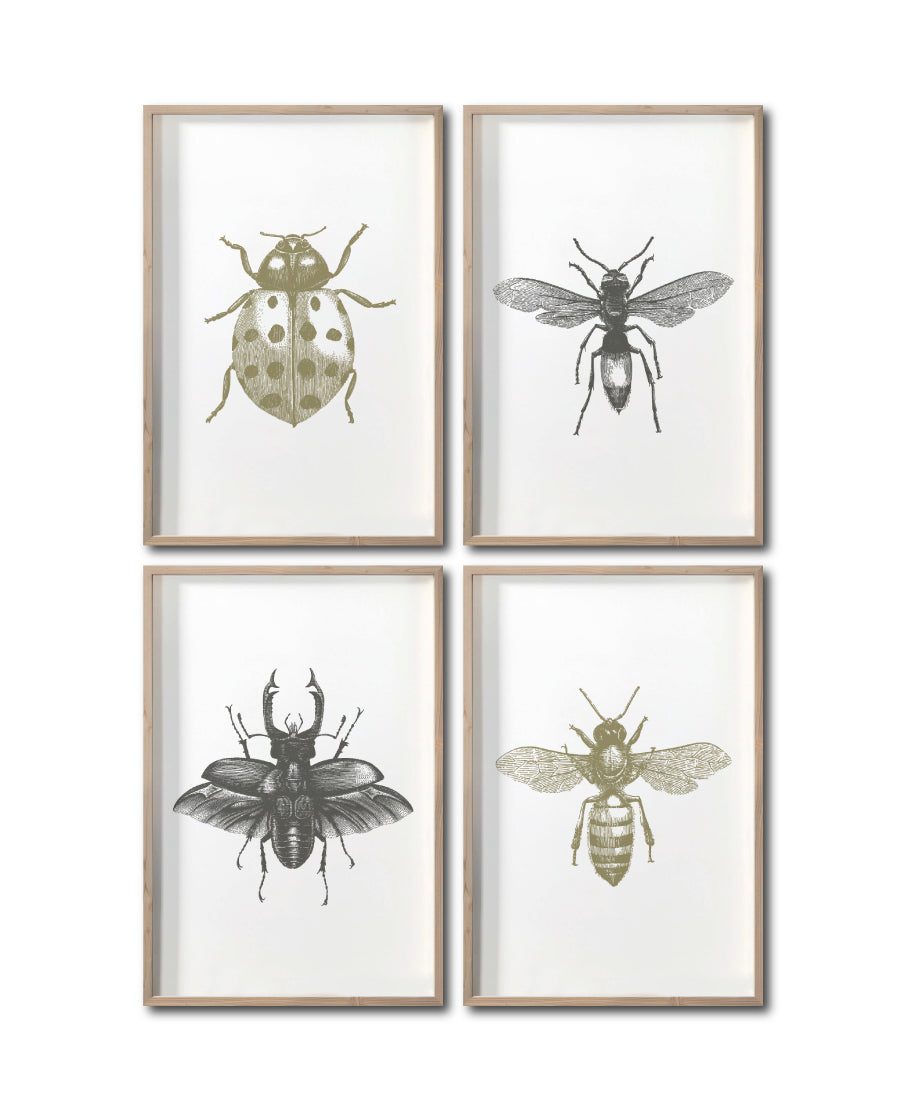 Set 4 Cuadros Decorativos Insectos 012 - Catarina, Escarabajo, Abeja, Avispa