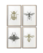 Cargar imagen en el visor de la galería, Set 4 Cuadros Decorativos Insectos 012 - Catarina, Escarabajo, Abeja, Avispa
