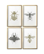 Cargar imagen en el visor de la galería, Compra de cuadros decorativos  insectos para tu sala en Ciudad de México. Galería 314. Avispa.
