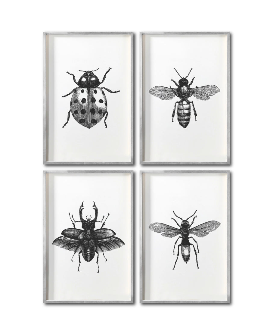 Set 4 Cuadros Decorativos Insectos 014 - Catarina, Escarabajo, Abeja, Avispa