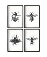 Cargar imagen en el visor de la galería, Set 4 Cuadros Decorativos Insectos 014 - Catarina, Escarabajo, Abeja, Avispa
