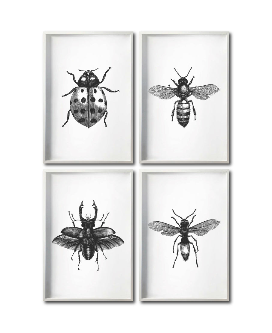 Set 4 Cuadros Decorativos Insectos 014 - Catarina, Escarabajo, Abeja, Avispa