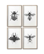 Cargar imagen en el visor de la galería, Set 4 Cuadros Decorativos Insectos 014 - Catarina, Escarabajo, Abeja, Avispa
