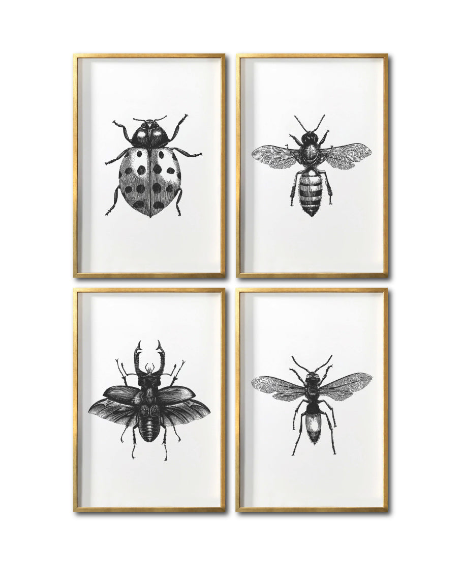 Cuadros Canvas de Insectos para sala en CDMX. Galería 314. Fauna blanco y negro.