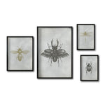 Cargar imagen en el visor de la galería, Set 4 Cuadros Decorativos Insectos 016 - Escarabajos, Abeja , Libélula
