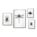 Cargar imagen en el visor de la galería, Set 4 Cuadros Decorativos Insectos 020 - Escarabajos, Libélula
