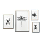 Cargar imagen en el visor de la galería, Set 4 Cuadros Decorativos Insectos 020 - Escarabajos, Libélula
