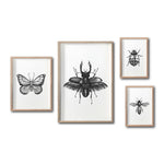 Cargar imagen en el visor de la galería, Set 4 Cuadros Decorativos Insectos 021 - Escarabajo, Mariposa, Catarina, Abeja
