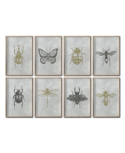 Set 8 Cuadros Decorativos Insectos 022 - Escarabajos, Mariposa, Libélula, Catarina, Abeja, Avispa