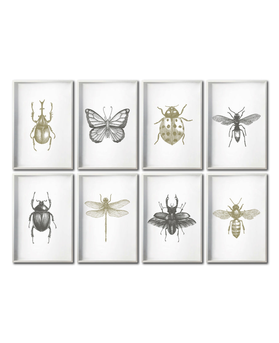 Set 8 Cuadros Decorativos Insectos 023 - Escarabajos, Mariposa, Libélula, Catarina, Abeja, Avispa