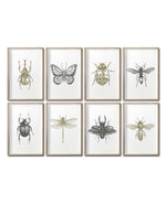 Cargar imagen en el visor de la galería, Set 8 Cuadros Decorativos Insectos 023 - Escarabajos, Mariposa, Libélula, Catarina, Abeja, Avispa
