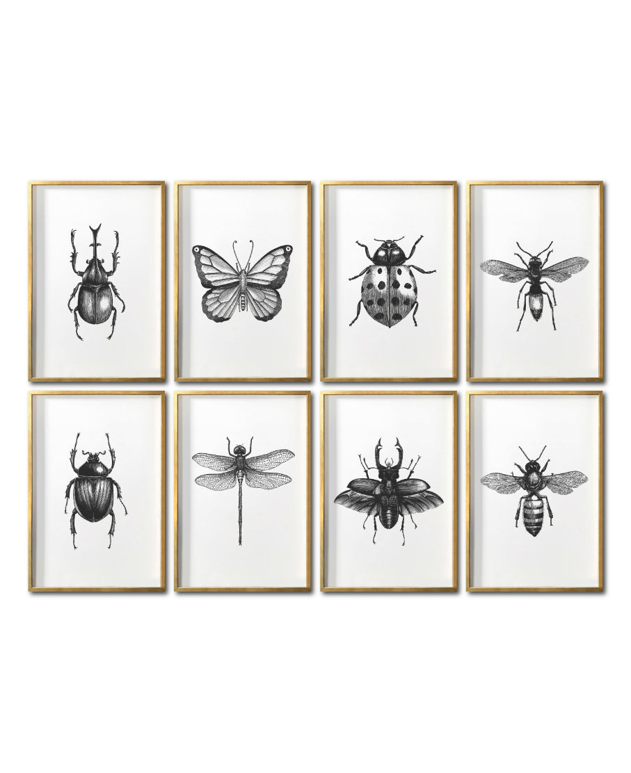 Cuadros baratos Arte de insectos para tu recámara en CDMX. Galería 314. Catarina y escarabajo.