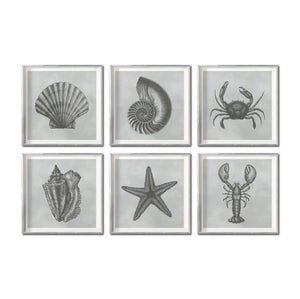 Set Cuadros Decorativos Marino  008 Caracol, Concha, Estrella de Mar y Cangrejo