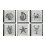 Cargar imagen en el visor de la galería, Set Cuadros Decorativos Marino  008 Caracol, Concha, Estrella de Mar y Cangrejo
