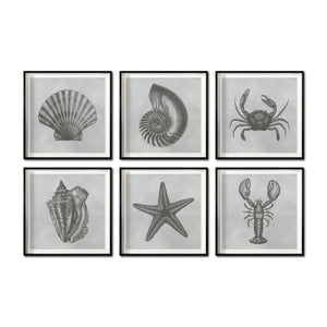 Set Cuadros Decorativos Marino  008 Caracol, Concha, Estrella de Mar y Cangrejo