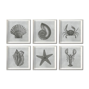 Set Cuadros Decorativos Marino  008 Caracol, Concha, Estrella de Mar y Cangrejo