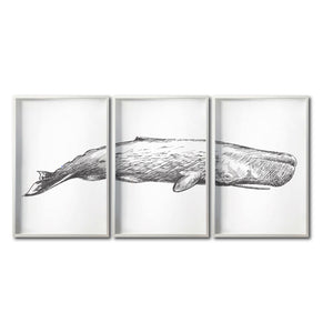 Set Cuadros Decorativos Marino  047-3 Ballena