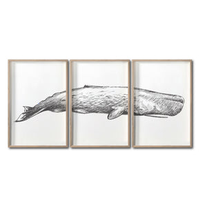 Set Cuadros Decorativos Marino  047-3 Ballena