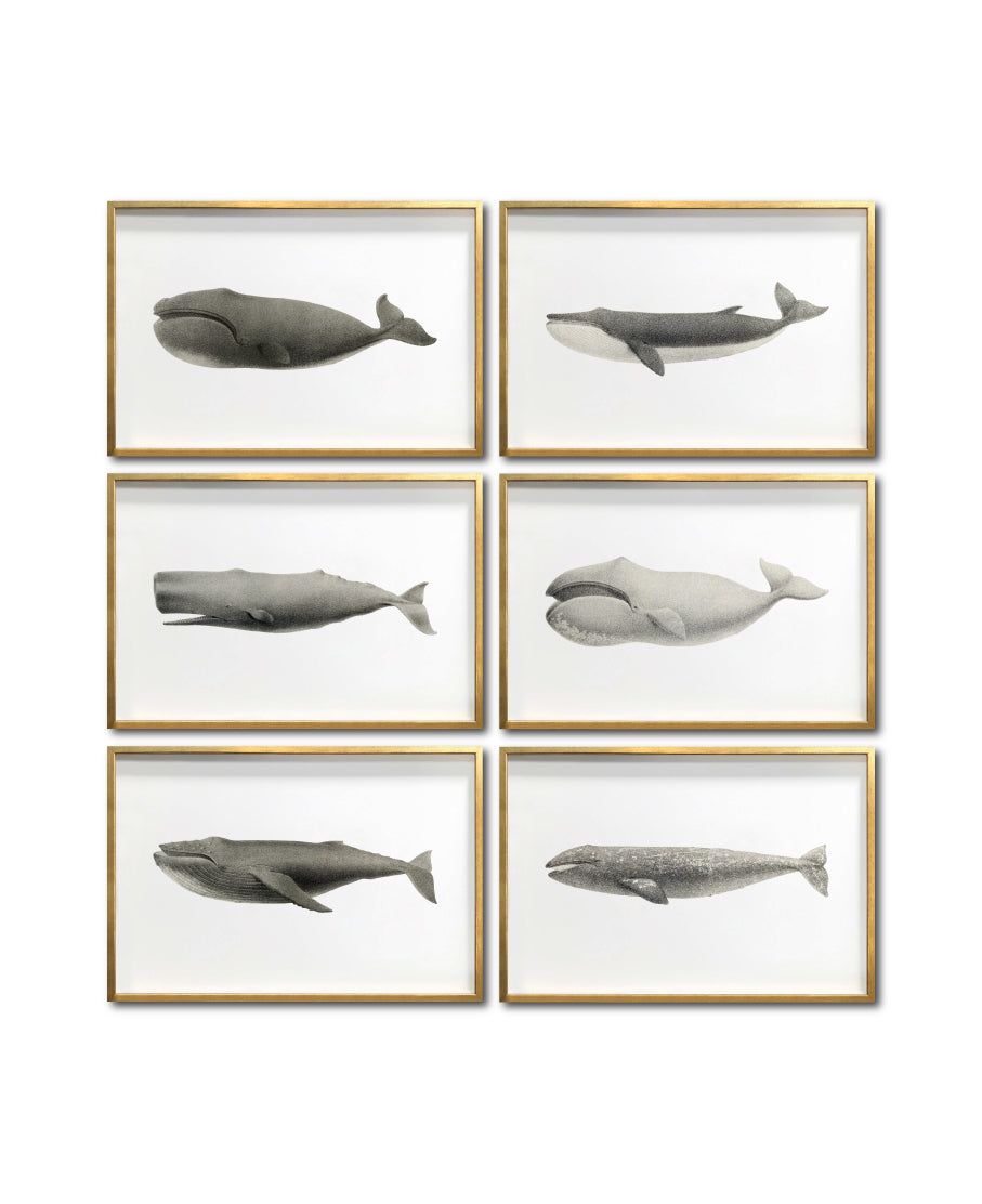 Cuadros Arte Marino Elegantes baratos para comedor. Galería314.  Ballenas Blanco y Negro