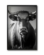 Cargar imagen en el visor de la galería, Cuadros Canvas de Toros para sala. Galería 314.
