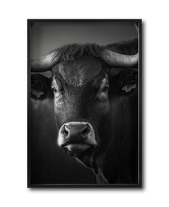 Compra cuadros online de Toros para sala. Galería 314.